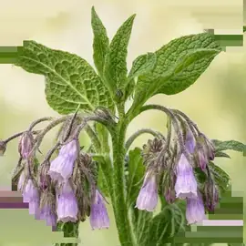 Tătăneasă